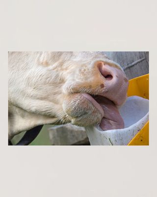 Livestock Salt