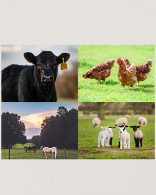 Livestock Supplies & Feed