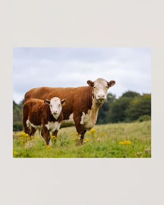 ​Cattle Supplies & Feed