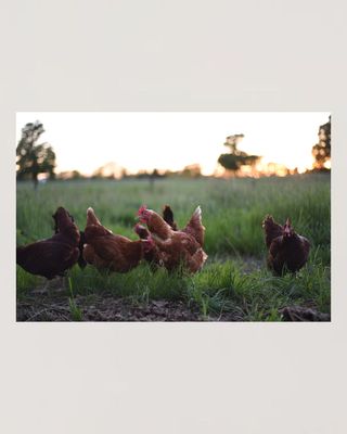 ​Poultry Feed & Supplies