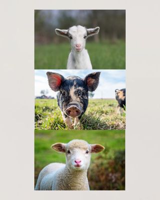 Other Farm Animals