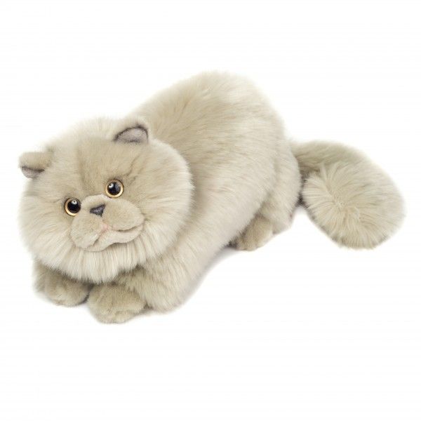 Percy Persian Cat