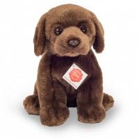Coco Labrador