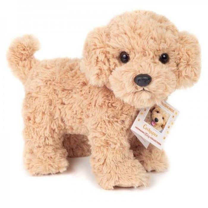 Cookie Cockapoo