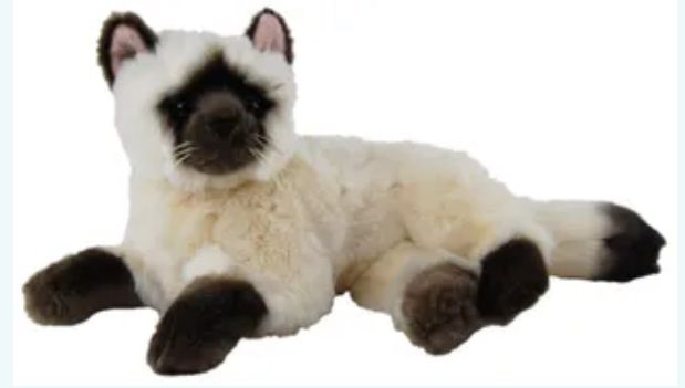 Mittens Siamese Cat