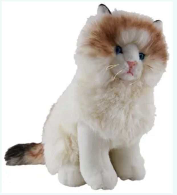 Andy Ragdoll Cat