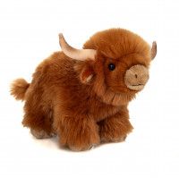 Angus