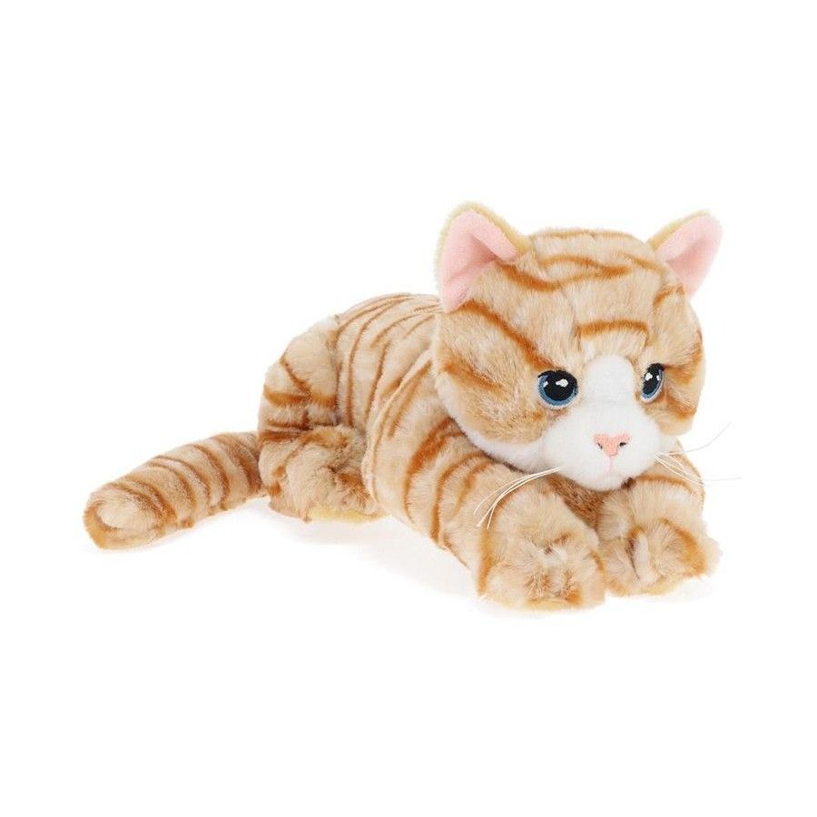 Gerri Ginger Tabby Kitten Gerri Ginger Tabby Kitten