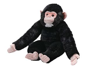 Baby Chimpanzee