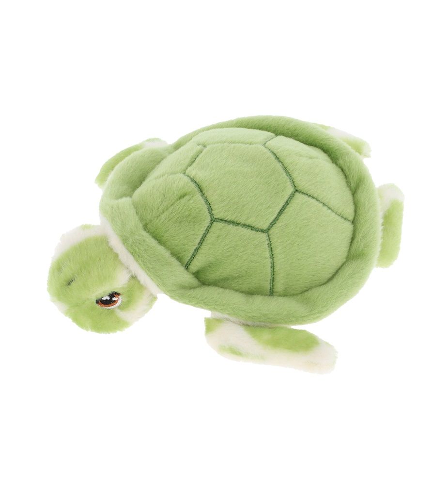 Todd Turtle Todd Turtle