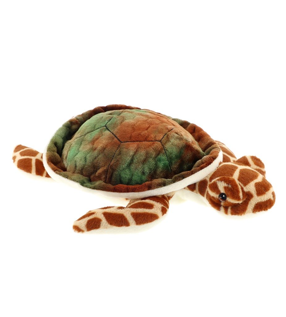 Shelby Sea Turtle Shelby Sea Turtle