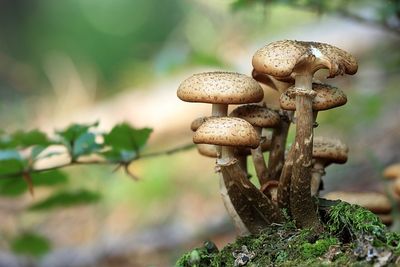 Pilze