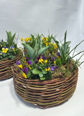 Pflanzring- knackiger Frühling!