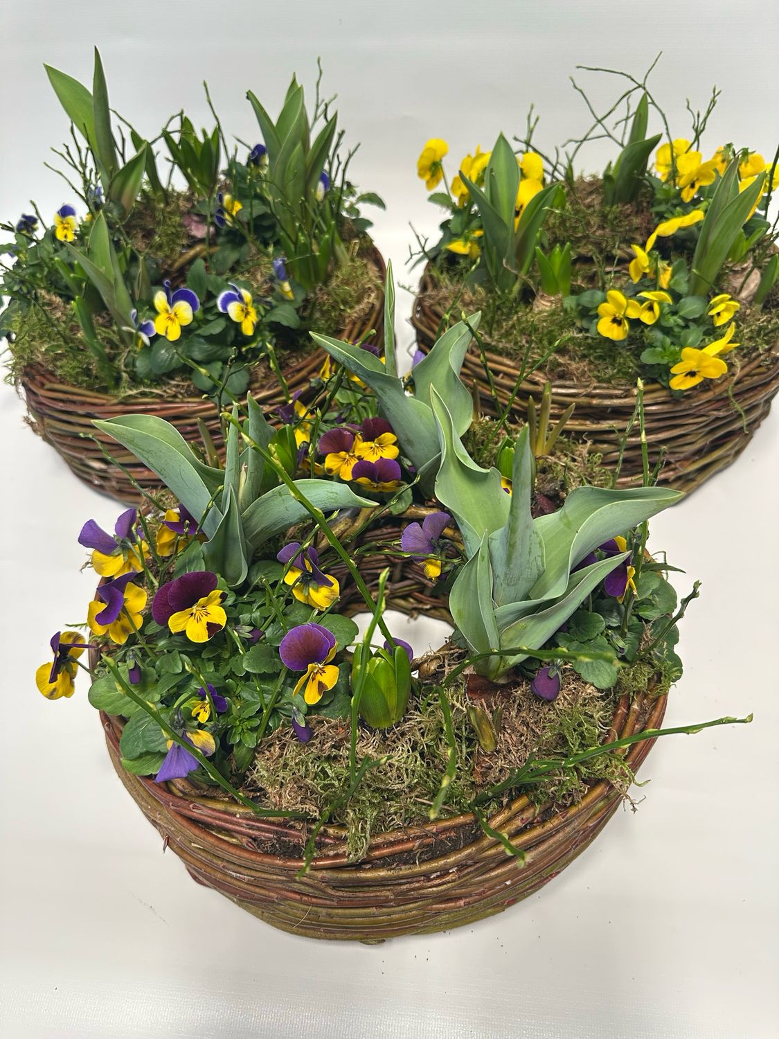 Pflanzring- knackiger Frühling!