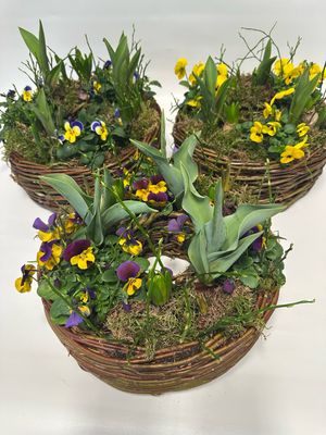 Pflanzring- knackiger Frühling!