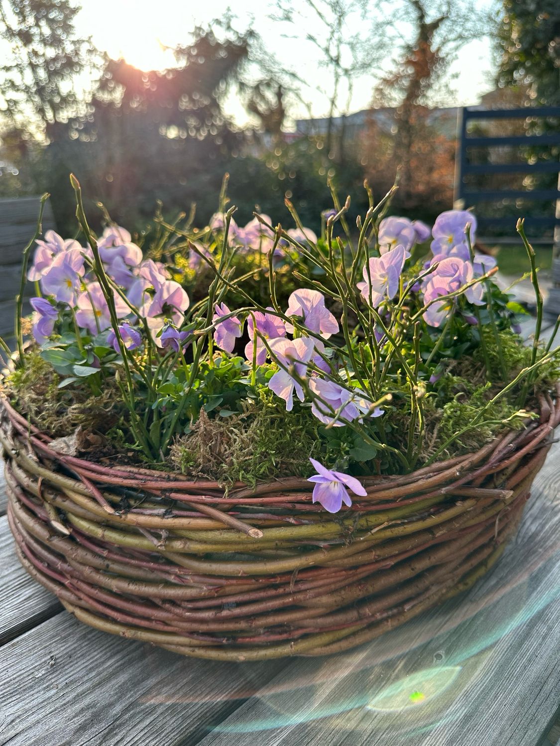 Pflanzkranz mit Hornveilchen