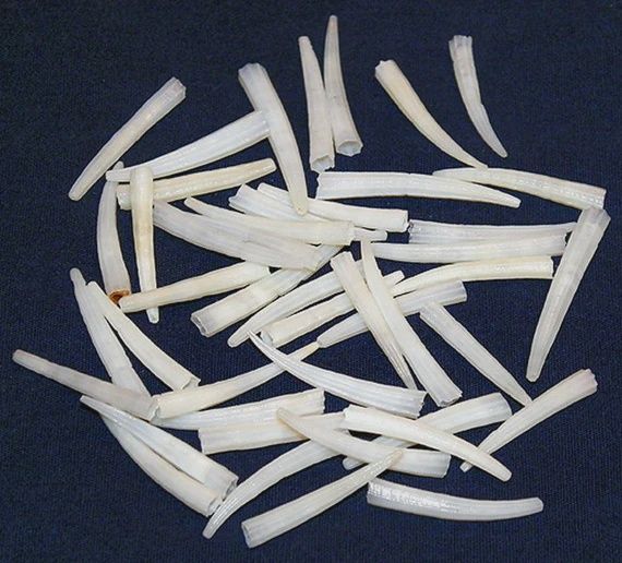 Dentalium Shell White - Kilo