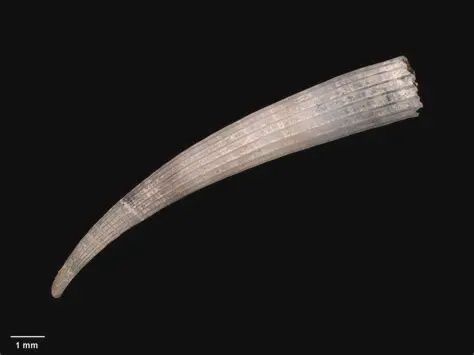 Dark 1/2-1" Dentalium 1 kg