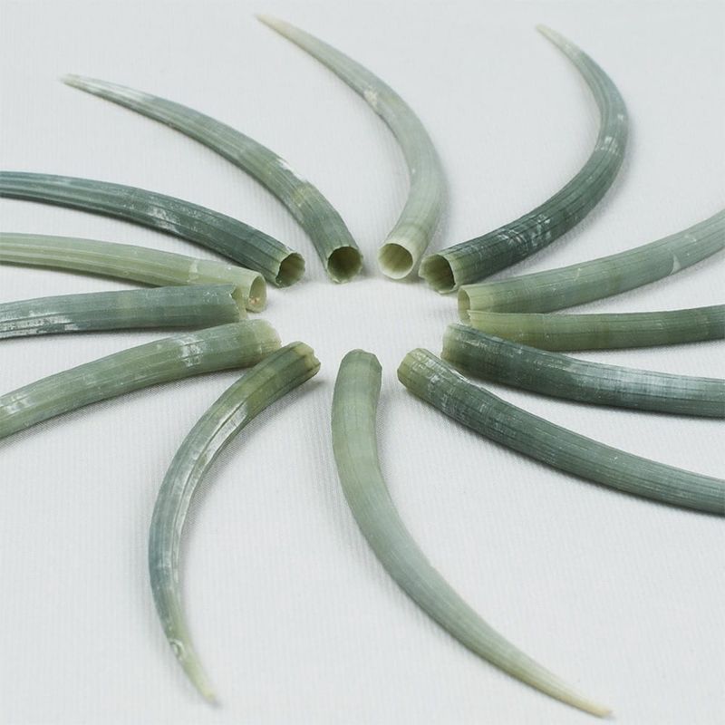 Green Dentalium 2.5-3" 4 Pack