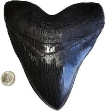 - 3.46" Megalodon Tooth