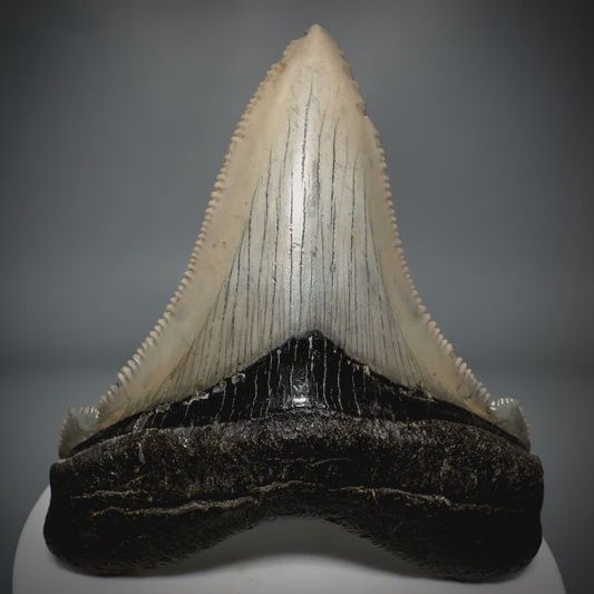 - Angustiden Shark Tooth