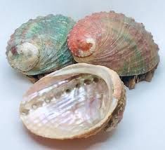 Abalone Shell Blu 6.5