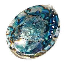 Abalone Shell Blu 6.5