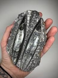 048210 Orthoceras Fossil Double Med.