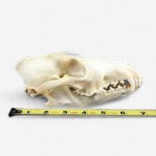 Coyote Skull - #1