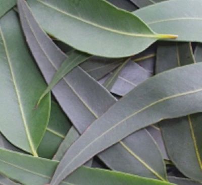 Eucalyptus Leaf (1 oz)
