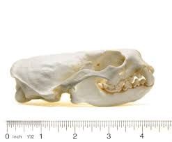 Otter Skull #1*