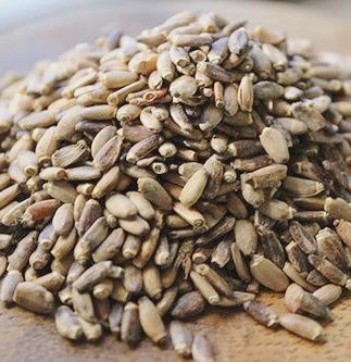 Milk Thistle Seed (1 Oz)