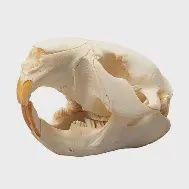 Beaver Skulls