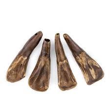 Buffalo  Teeth Antique Drilled 100pk