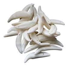 Canine Teeth Drilled 2pk