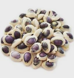 Cowerie Moneta Purple 2 hole Approx 50 per pack