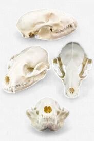Racoon Skull - #1