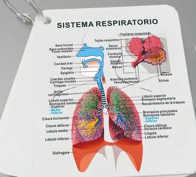 Human Anatomy Flash Cards - Spanish & English Bilingual Medical Diagrams for Muscles, Skeleton, Digestive, Respiratory, Circulatory, Endocrine, Lymphatic, Nervous Systems