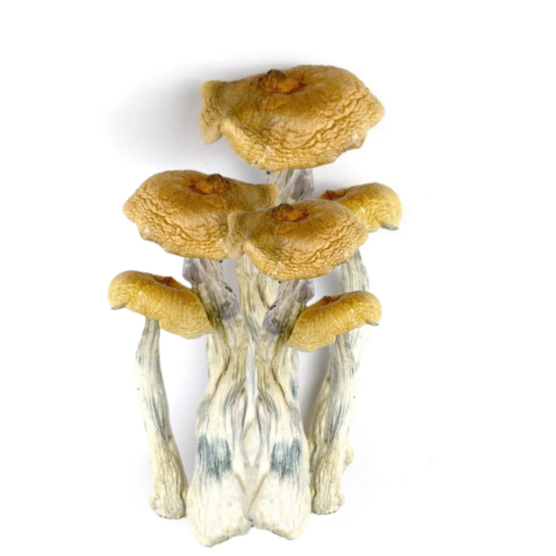 AAAA GOLDEN TEACHER MUSHROOMS (QP-P)