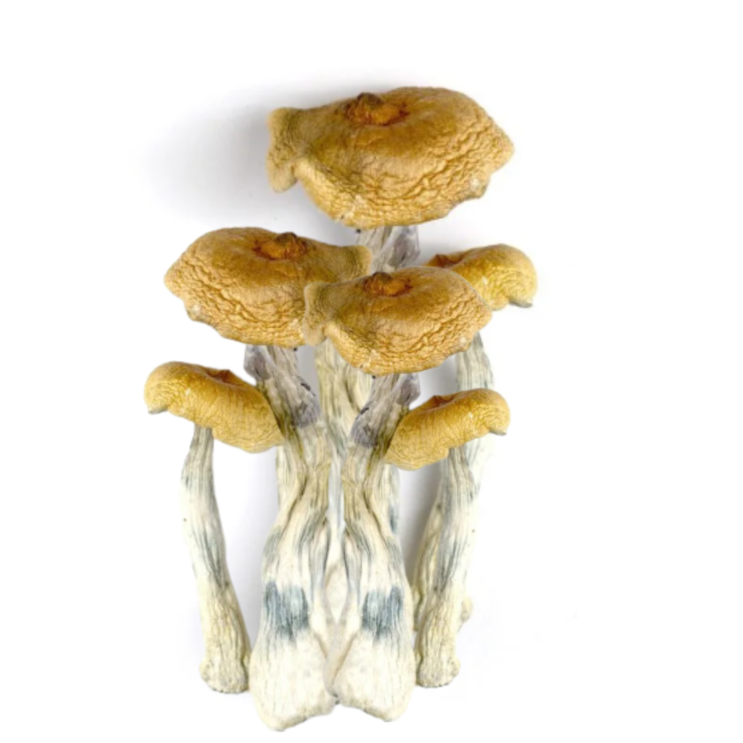 AAAA GOLDEN TEACHER MUSHROOMS