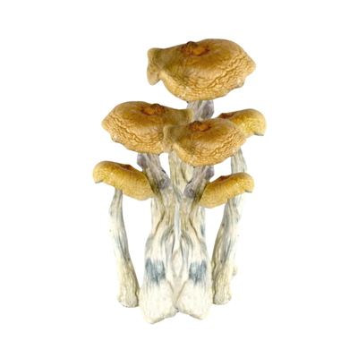 PSILOCYBIN