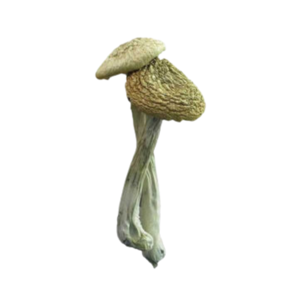 AAAA CAMBODIAN MUSHROOMS - FREEZE DRIED *INDOOR*