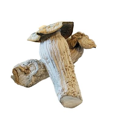 DOCTOR PHILLOCYBIN - ABC EXOTIC MEDICINAL MUSHROOMS