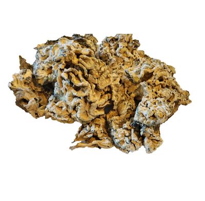 DOCTOR PHILLOCYBIN - OMNI ENIGMA MEDICAL MUSHROOM