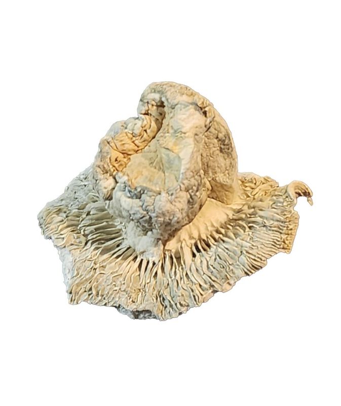 DOCTOR PHILLOCYBIN - PHOBOS EXOTIC MEDICINAL MUSHROOMS