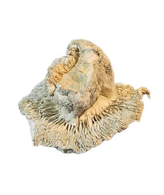 DOCTOR PHILLOCYBIN - PHOBOS EXOTIC MEDICINAL MUSHROOMS