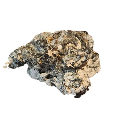 DOCTOR PHILLOCYBIN - NEBULA MEDICAL MUSHROOM