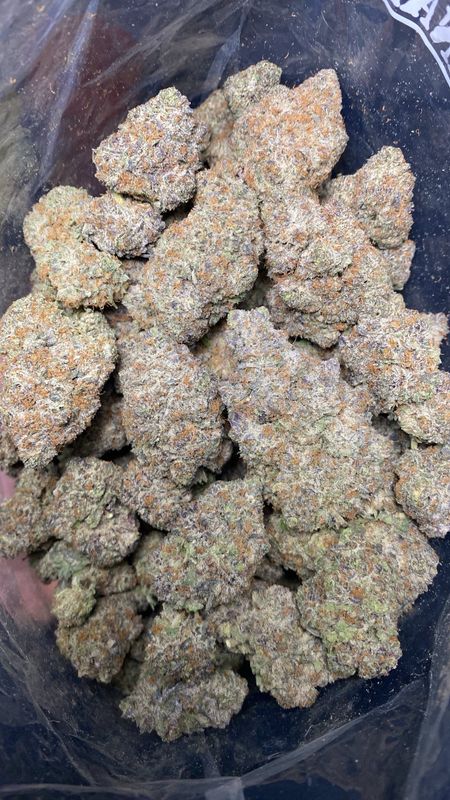 AAAA+ PURPLE MIMOSA (LS0)