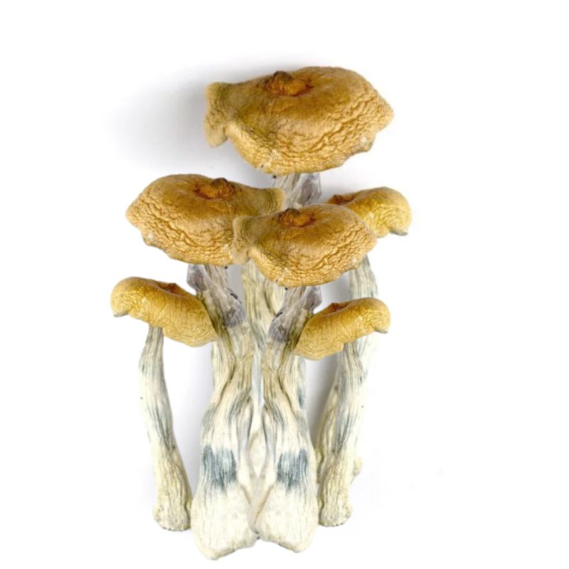 AAAA GOLDEN TEACHER MUSHROOMS