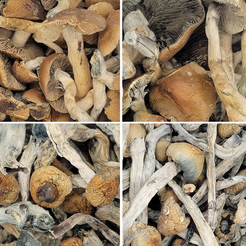 PSILOCYBIN MUSHROOM - MIX &amp; MATCH